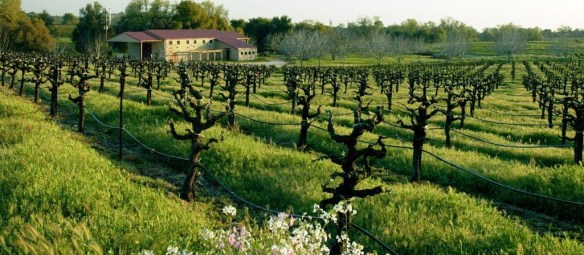 amadorcountywineries